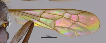 Media type: image;   Entomology 25908 Aspect: Wing front